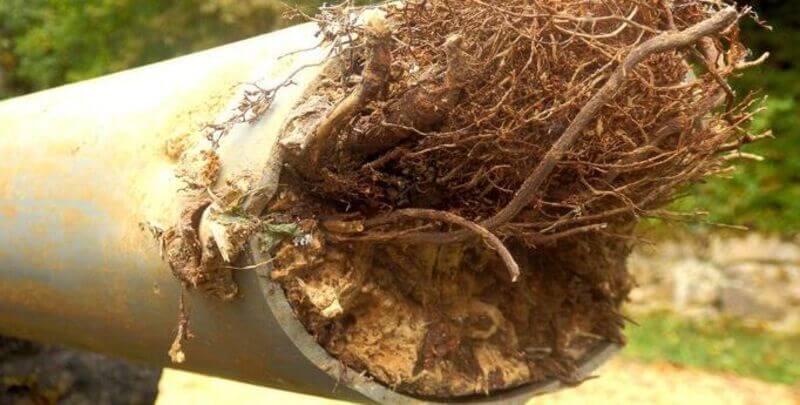 Tree roots in a pipe
